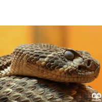 خانواده افعی‌ها Family Viperidae